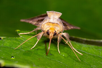 Diachrysia chrysitis, Messingeule, DE, NRW, Opladen, 2024/08/02 19:47:36