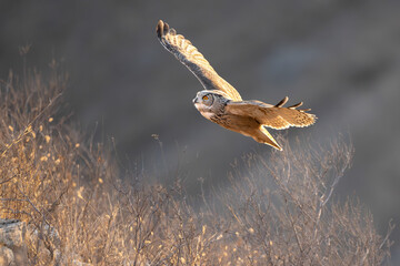 common buzzard in flight