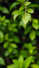 Abstract background nature of green leaf on blurred greenery background in garden. Natural green leaves plants used as spring background cover page greenery environment ecology lime green wallpaper,