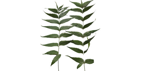 Indian Lilac  Azadirachta indica Leaves  or commonly known as Neem Tree PNG Isolated on white background