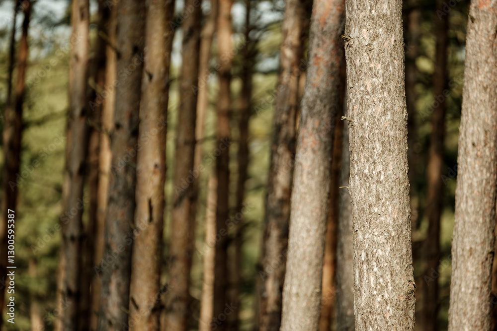 Leinwandbilder Pine trunks display reddish-brown bark with deep furrows and plated patterns. The rough, scaly surface reveals complex textures and resin pockets on these coniferous sentinels.