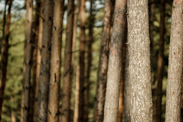 Pine trunks display reddish-brown bark with deep furrows and plated patterns. The rough, scaly surface reveals complex textures and resin pockets on these coniferous sentinels.