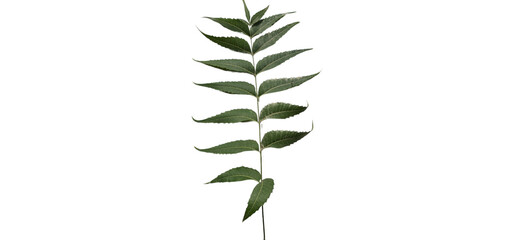 Indian Lilac  Azadirachta indica Leaves  or commonly known as Neem Tree PNG Isolated on white background