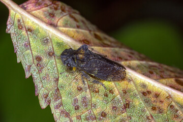 Echte Ohrzikade, Ledra aurita , DE, NRW, Natur-Schule Grund, Remscheid, 2024/08/09