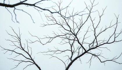 Fototapeta premium Bare, intricately branched tree limbs against a pure white backdrop, natural, organic