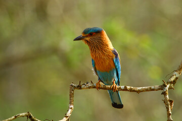 The indian roller (Coracias benghalensis) bird lives in various ecosystems, prefers warm and sunny plains. They mostly feed on insects such as grasshoppers, praying mantis, crickets, moths, and cicada