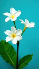 Fototapeta premium White plumeria flowers against a bright blue background with lush green leaves, blue background, garden flowers