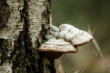 Various mushrooms sprout from white birch bark, their colorful caps and shelves contrasting with the papery trunk surface. These forest fungi create natural sculpture on the living tree canvas.