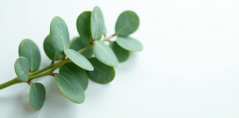 Obraz premium A bunch of fresh eucalyptus on a white surface, nature, eucalyptus, greenery