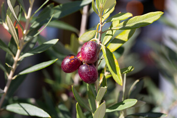 ripe olives on the branches of an olive tree