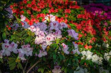 Light azaleas against the background of bright azaleas blooming in the city botanical garden.