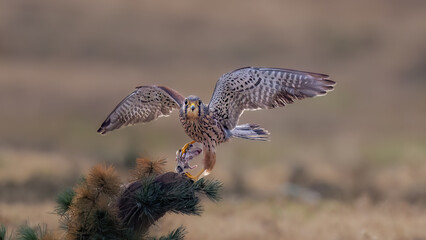 red tailed hawk in flight