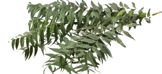 Indian Lilac  Azadirachta indica Leaves  or commonly known as Neem Tree PNG Isolated on white background