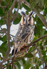 great horned owl
