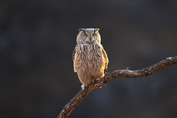sparrow sitting on a branch