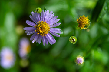 Fototapeta premium wet aster flowers in the rainy garden