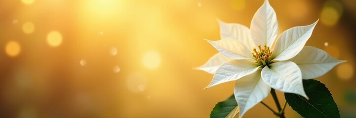 Obraz premium White poinsettia against a warm golden background, Christmas poinsettia, serene atmosphere