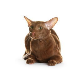 Cute Oriental Shorthair cat on white background. Adorable pet