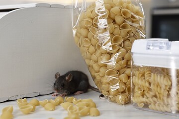 Grey rat looking for food on white table. Pest control