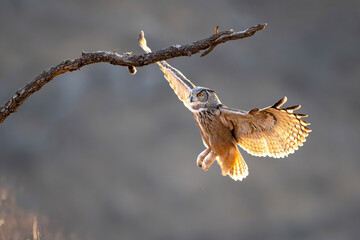 bird on branch