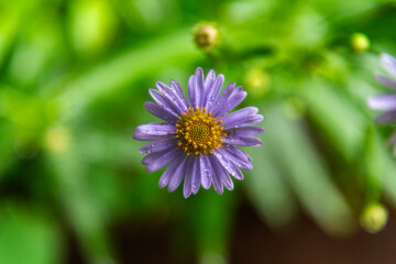 Fototapeta premium wet aster flowers in the rainy garden
