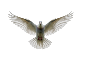 A flying dove in front view isolated on clear transparent background