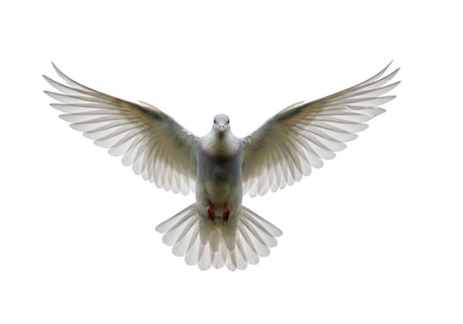 A flying dove in front view isolated on clear transparent background
