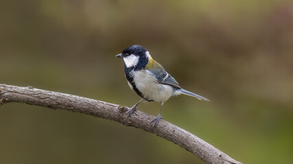 Obraz premium great tit parus major