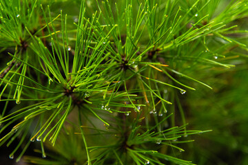 pine leaves with water drops in the rainy forest © 안구정화