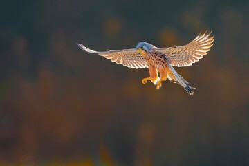 common buzzard in flight