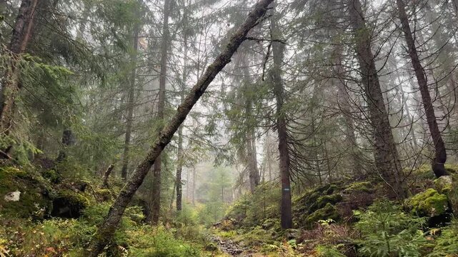 A mesmerizing 4K video of a narrow path nestled amidst the enchanting mist of a Norwegian wilderness forest.