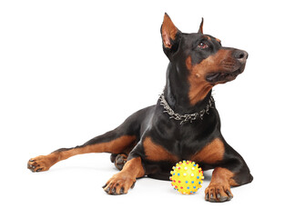 Adorable Doberman with toy on white background. Domestic pet
