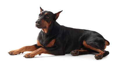 Adorable Doberman on white background. Domestic pet