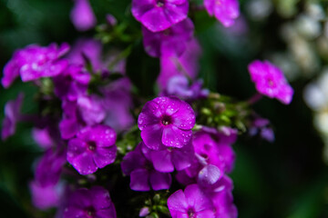 wet phlox flowers in the rainy garden