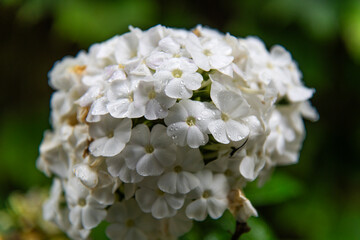 wet hydrangea in the rainy garden