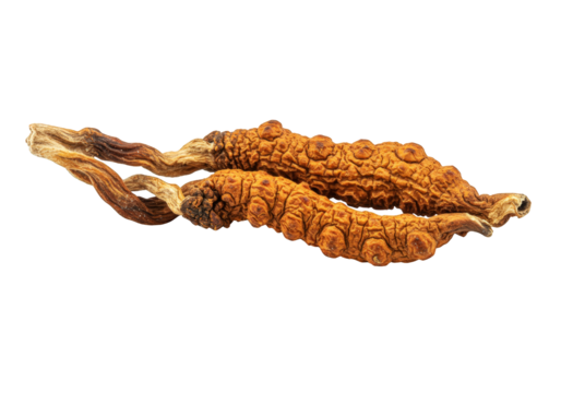 Extreme close-up of dried cordyceps militaris mushroom isolated on transparent background