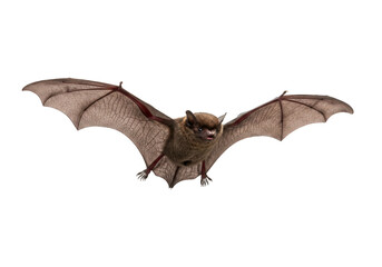 Fototapeta premium Flying Pipistrelle bat isolated on transparent background