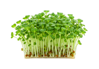 Fresh broccoli microgreens sprouts on transparent background