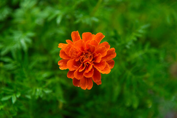 wet marigold flower in the rainy garden