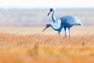 great blue heron ardea cinerea