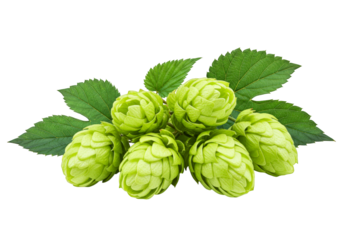 Green hop cones and leaves isolated on transparent background