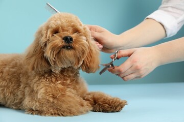 Groomer cutting cute dog's hair on light blue background, closeup