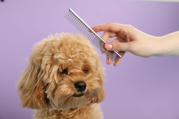 Groomer combing cute dog's hair on violet background, closeup