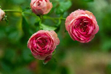 wet roses in the rainy garden