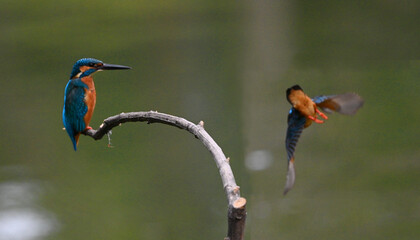bee eater perched on branch