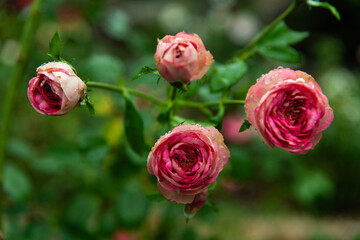 Obraz premium wet roses in the rainy garden