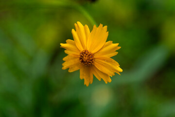 wet coreopsis flower in the rainy garden