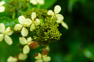 wet hydrangea in the rainy garden