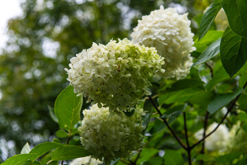 wet hydrangea in the rainy garden