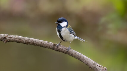 Fototapeta premium great tit parus major